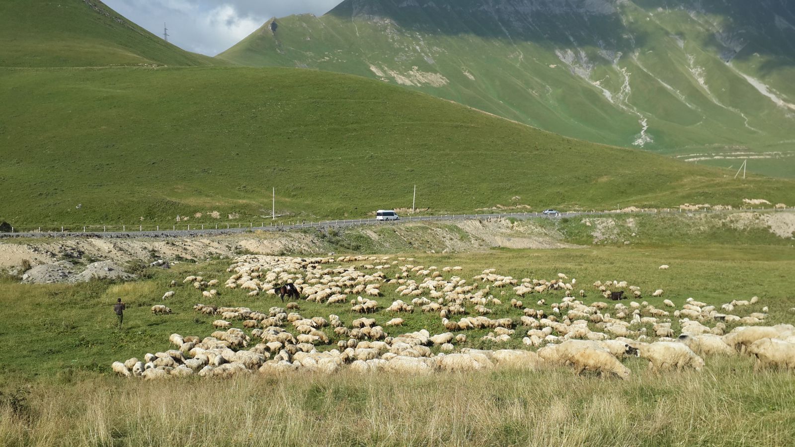 Овцы и пастух близ арки дружбы народов