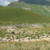 Овцы и пастух близ арки дружбы народов