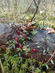 Альбомы Пользователей